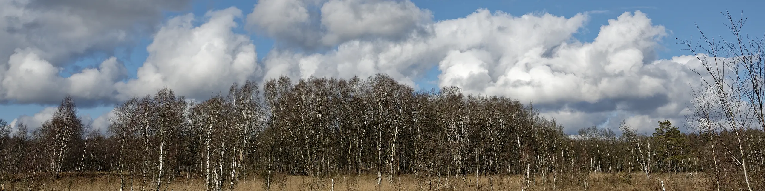 Birkenwald am Rande des Dosenmoors.