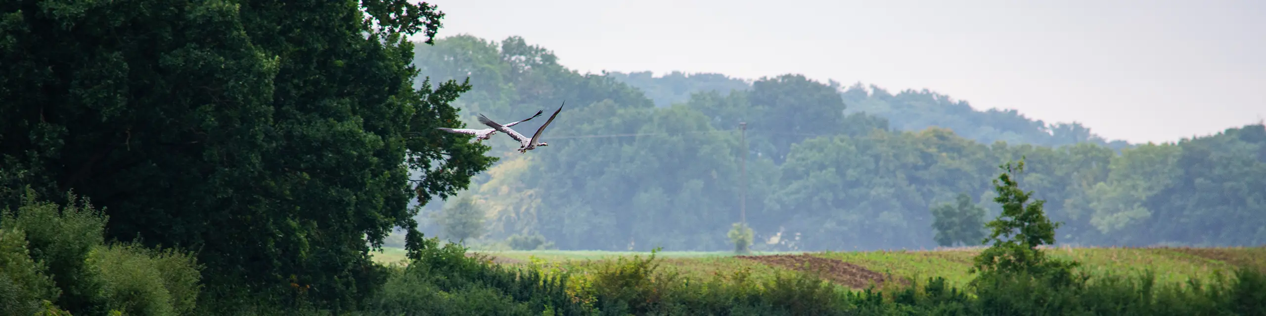 Gefleckte Heidelibelle Zwei fliegende Kraniche über einem von Wald umrandeten Feld.