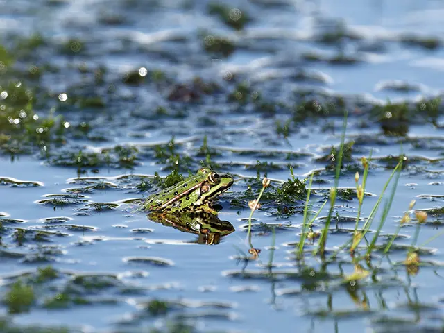 Ein Grasfrosch zwischen Torfmoosen im Moor.